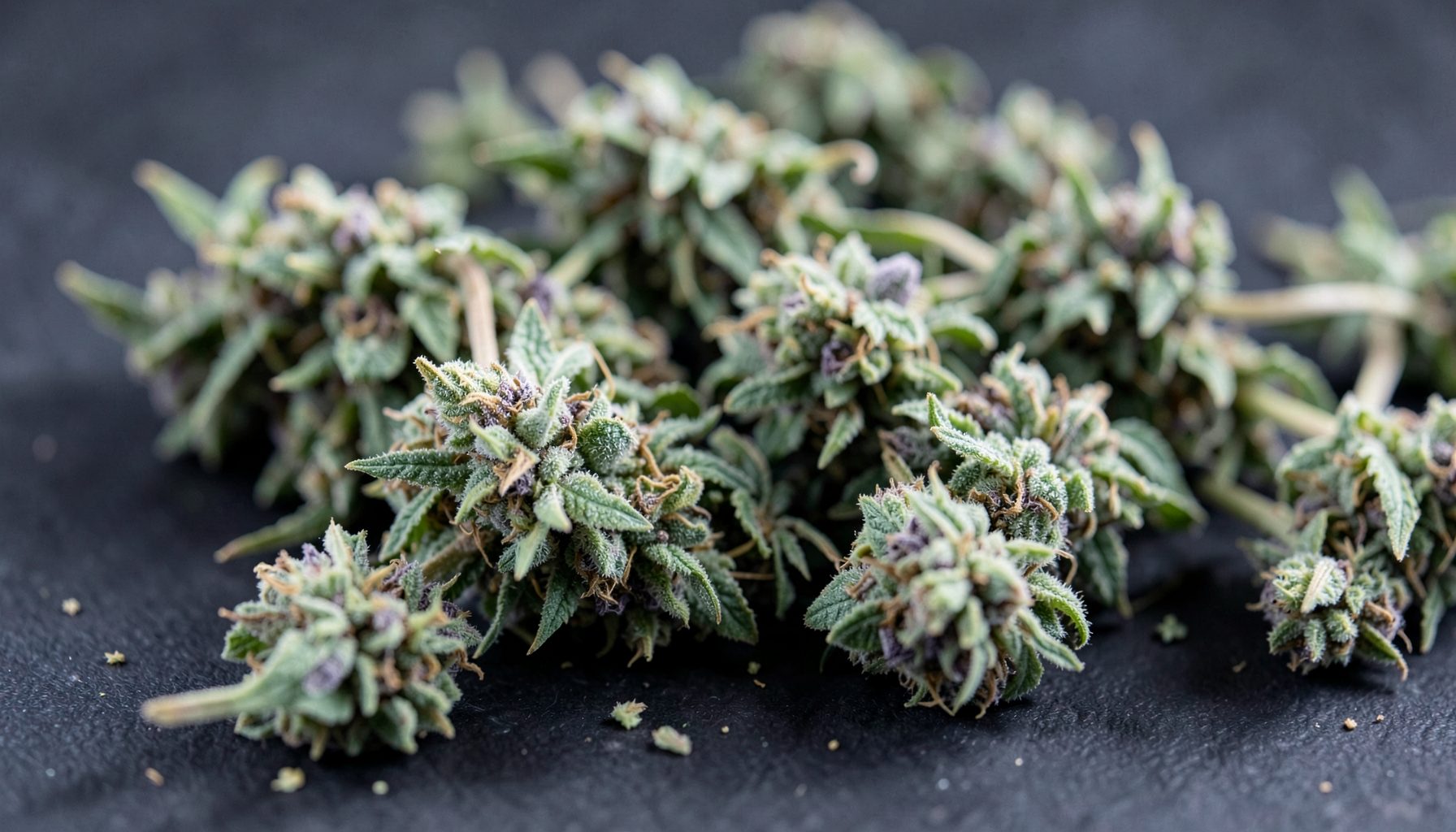 Close-up of dried cannabis flower buds with visible trichomes and orange hairs on a dark textured surface, green and purple hues