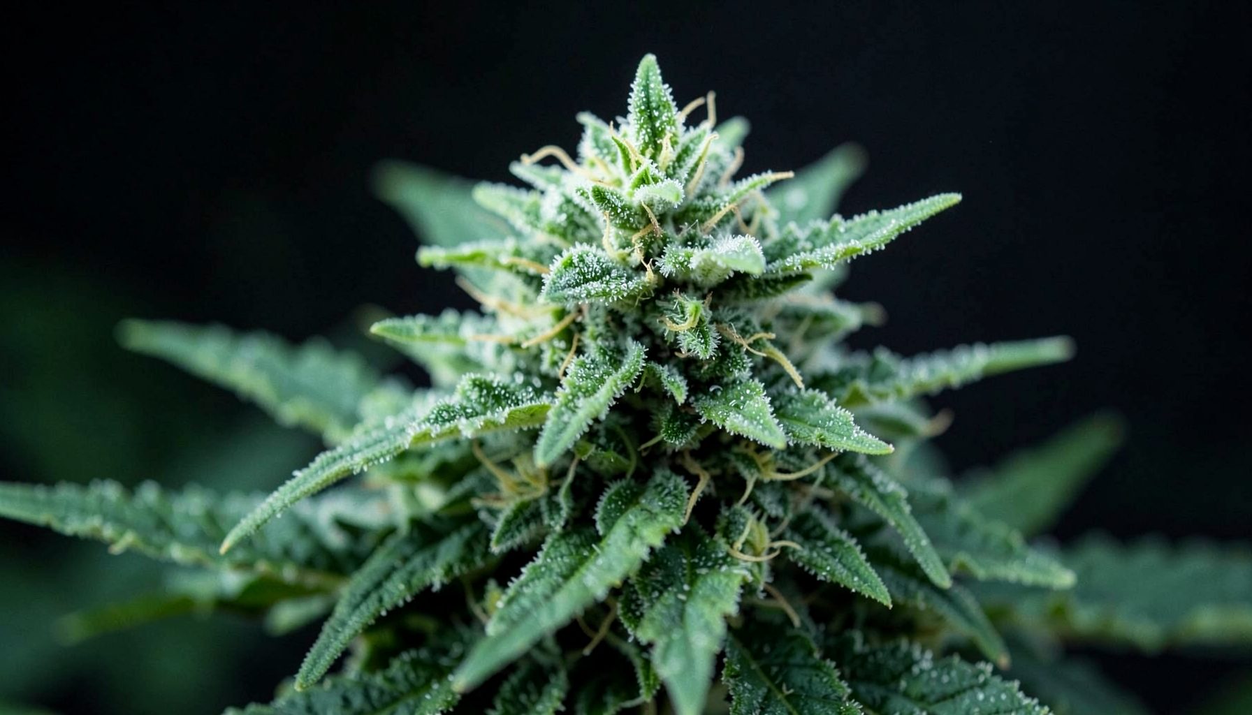 Close-up of vibrant green cannabis flower buds with frosty trichomes against a dark, moody background