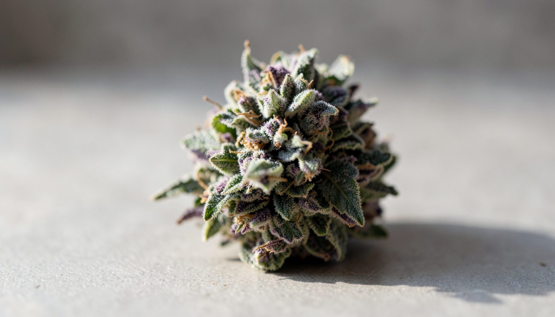 Soft natural light falling across a cannabis flower nugget with hints of purple and green on a neutral surface